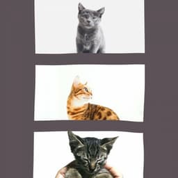 Acoustic Smooth Jazz Guitar - Background for A Quiet Cat - Calming Cat Music