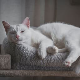 Cat's Zenith: Lofi Reflections of Calmness - Cat Music Hour