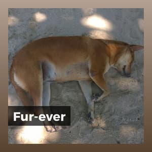 Fur-ever - Dog Sleep Dreams