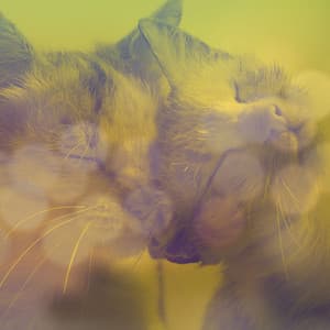 Smooth Jazz Guitar - Background Music for Chilling Cats - Soothing Cat Music