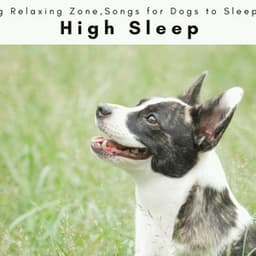 1001 High Sleep - Dog Relaxing Zone