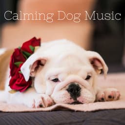 Calming Dog Music - Lofi Gemini