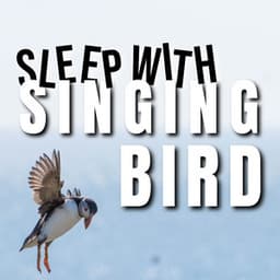 Sleep with singing Bird - Bird Songs