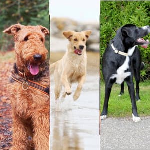 Bgm for Sweet Dogs - Dogs at Home