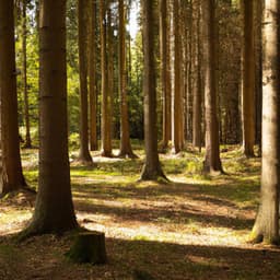 ! ! ! O Sol Purifica a Floresta - Alan Baratieri