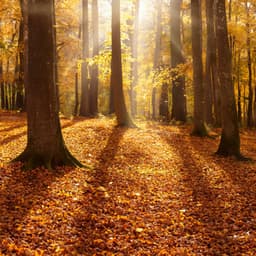 The Dreamer'S Journey: An Orchestra Symphony Of Dreams, Imagination, And The Boundless Unknown - Bertie Lambert