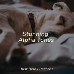 Stunning Alpha Tones - Meditation