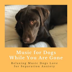 Music for Dogs While You Are Gone - Relaxing Music Dogs Love for Separation Anxiety - Music for Pets Specialists