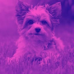Music for Doggy Focus - Relaxation Music For Dogs