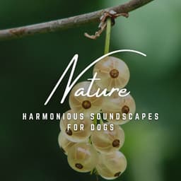 Canine Serenades: Harmonious Soundscapes for Dogs - Doggy Music
