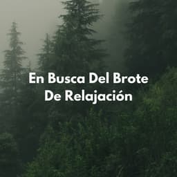 En Busca Del Brote De Relajación - Acústica de la Naturaleza