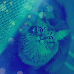 Backdrop for Cool Kittens - Cat Relax