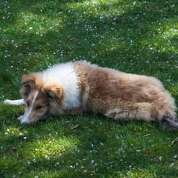 Dog's Serenity: A Zen Retreat with Lofi Soundscapes - Lofi Vibes