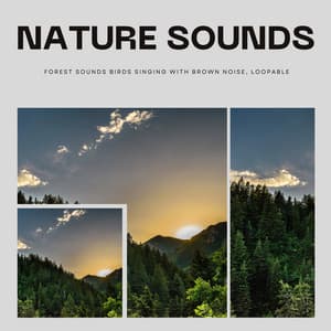 Nature Sounds Forest Sounds Birds Singing with Brown Noise, Loopable - Peaceful Nature Music