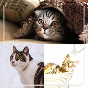 Feelings for Loving Cats - Cat Relax