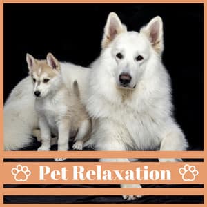 Pet Relaxation – Soothing Background Music for Dogs to Calm Down, Deep Sleep, Anti Stress Piano and Nature Sounds - Relaxing Music For Pets