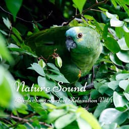 Nature Sound: Birds Song Perfect Relaxation Vol. 1 - Relaxing Nature Sounds Collection