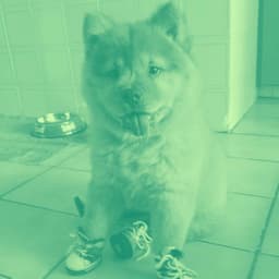 Backdrop for Stress Free Doggos - Piano Duo - Calming for Dogs