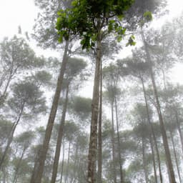 ! ! ! Floresta Pacifica Pureza - Alan Baratieri