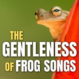 The Gentleness of Frog Songs - Frog Sounds