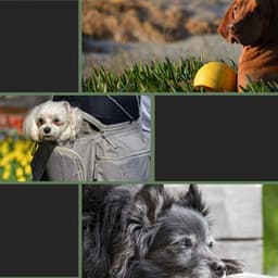 Backdrop for Sweet Doggies - Relaxing Dog Music Playlists