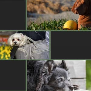 Backdrop for Sweet Doggies - Relaxing Dog Music Playlists