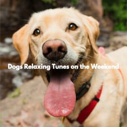 Dogs Relaxing Tunes on the Weekend - Restaurant Music Playlist Lounge