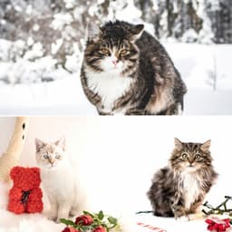 Trumpet and Alto Saxophone - Music for Cute Cats - Cat Relax