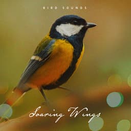 Soaring Wings - Bird Sounds