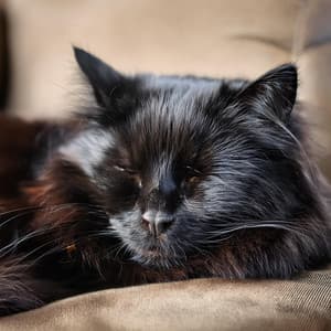 Música Elegante De Gatos: Melodías Para La Calma - Sonidos esenciales de la naturaleza