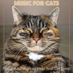 Music for Cats: Tranquil Lullabies to Help Your Cat Sleep - RelaxMyCat