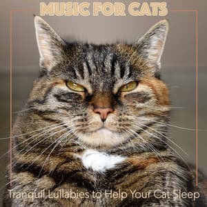 Music for Cats: Tranquil Lullabies to Help Your Cat Sleep - RelaxMyCat