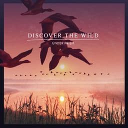 Discover the Wild - Under Prism