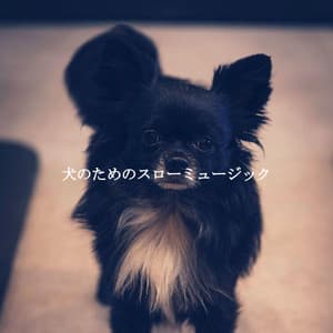 犬のためのスローミュージック - Date Night Chill Out Playlist