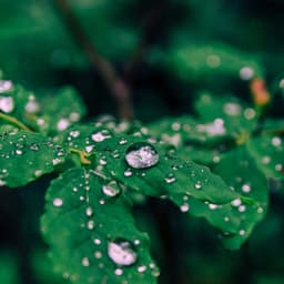 1 Rainy Night: Inside The Rainforest - 24H Rain Sounds