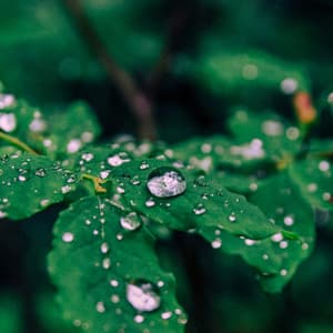 1 Rainy Night: Inside The Rainforest - 24H Rain Sounds