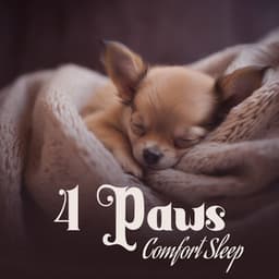 4 Paws Comfort Sleep: Calm and Joyful Music with Rain Sounds - Animal Melody Wizard