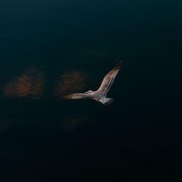 Flying in The Ocean - Jane - Angela Flying