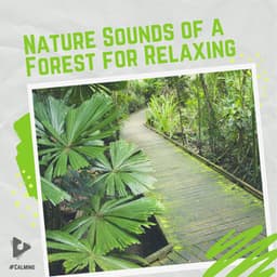 Nature Sounds of a Forest for Relaxing - #Calming