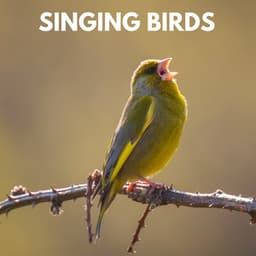 Singing Birds - Bird Sound Collectors