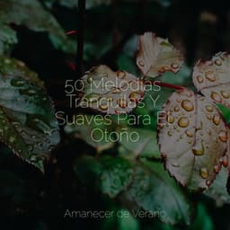 50 Melodías Tranquilas Y Suaves Para El Otoño - Relajación Meditar Academie