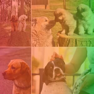 Music for Doggy Rest Time - Dog Relax