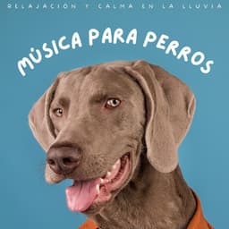 Música Para Perros: Relajación Y Calma En La Lluvia - Siente El Clima
