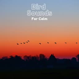 Bird sounds for Calm - Natural Sample Makers