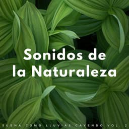 Sonidos De La Naturaleza: Suena Como Lluvias Cayendo Vol. 2 - Lluvia relajarse