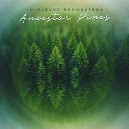 Ancestor Pines - 4D Nature Recordings