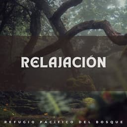 Relajación: Refugio Pacífico del Bosque - Sonidos Del Bosque