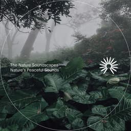 Nature's Peaceful Sounds - The Nature Soundscapes