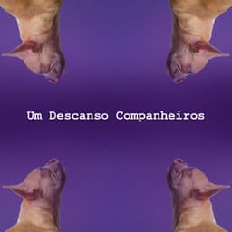 Um Descanso Companheiros - Musicoterapia para gatos