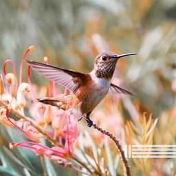 Singing Birds Compilation - Birds In The Forest